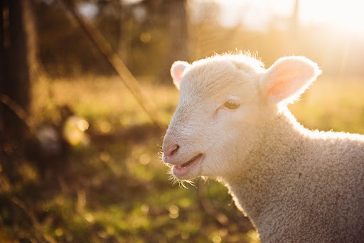 Lamb with shorn wool in a burst of sunlight in a green field.