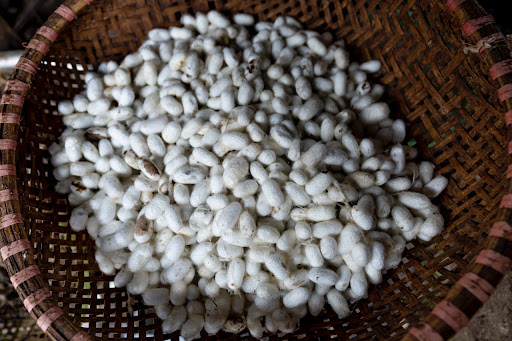 A basket filled with silk cocoons that will be made into silk.