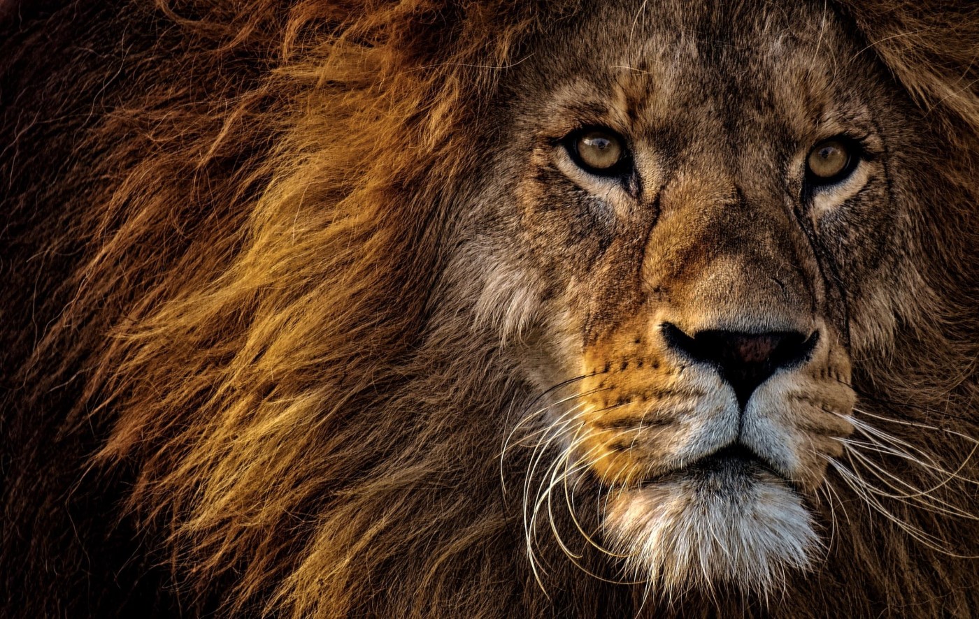 The Persian Lion in Rugs & Tapestries