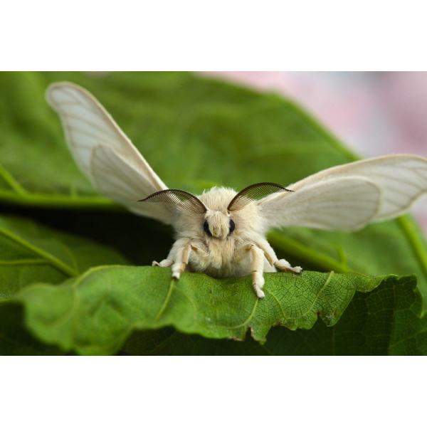 The Pros and Cons of Buying a Silk Persian Rug